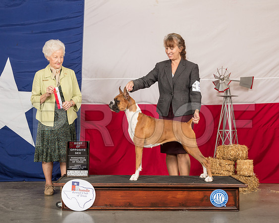 Boxer #8 Sun BOS Judge Paula Hartinger-SSR_1403-HR3