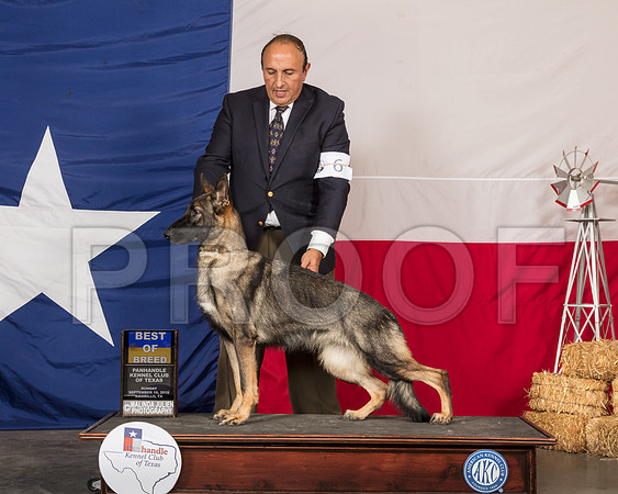 German Shepherd Dog #6 Sun BOB-SSR_1375-HR3