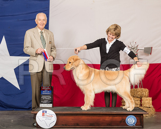 Golden Retriver #15 Sun BOS Judge Roger Hartinger-SSR_1417-HR3