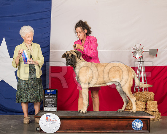Mastiff #9 Sun BOW Judge Paula Hartinger-SSR_1426-HR3