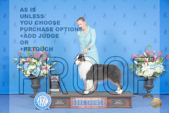 Australian Shepherd #31 SAT BOS M Judge Ann Yuhasz__JP_9679_Houston_2024_HR3