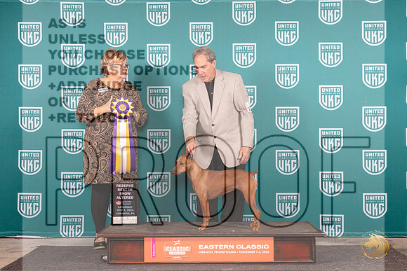 German Pinscher #101 Sat ARBIS Judge Kathy Russell__JP_2177_UKCEastern_2024_HR3