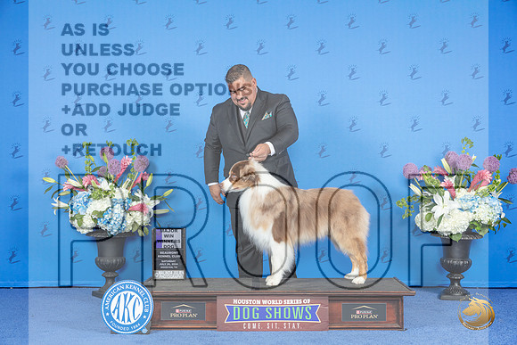 Australian Shepherd #19 SAT WD M Judge Ann Yuhasz__JP_9767_Houston_2024_HR3
