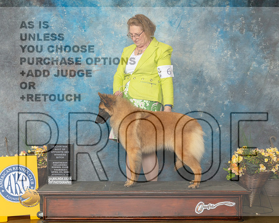 Belgian Tervuren #6 Thur BOSBOWM Judge Betty Pollock-MMJ_8566-NWARK2022-HR3