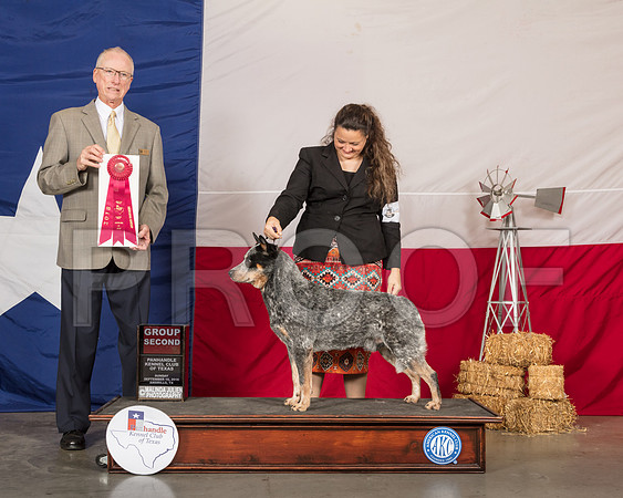 Australian Cattle Dog #5 Sun G2 Judge Allen Odom-SSR_1429-HR3