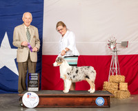 Australian Shepherd #6 Sun WB Judge Roger Hartinger
