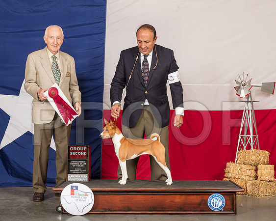 Basenji #6 Sun G2 Judge Roger Hartinger-SSR_1509-HR3