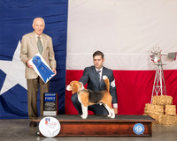 Beagle 15 #5 Sun G1 Judge Roger Hartinger