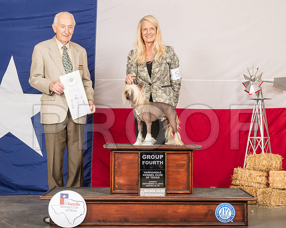 Chinese Crested #5 Sun G4 Sun Judge Roger Hartinger-SSR_1583-HR3