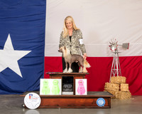Chinese Crested Susan Asbaugh