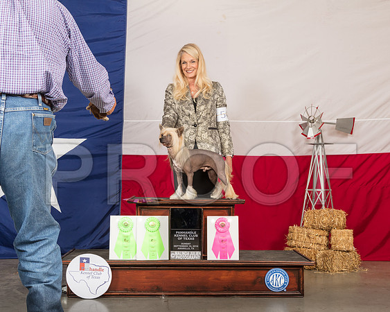 Chinese Crested Susan Asbaugh-SSR_1470-HR3