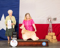 Cocker Spaniel ASCOB #7 Sun G4 Judge Paula Hartinger