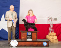 Cocker Spaniel Black #11 Sun BOW Maj Judge Roger Hartinger