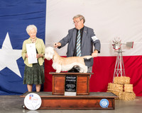 Dandie Dinmont #5 Sun G4 Judge Paula Hartinger
