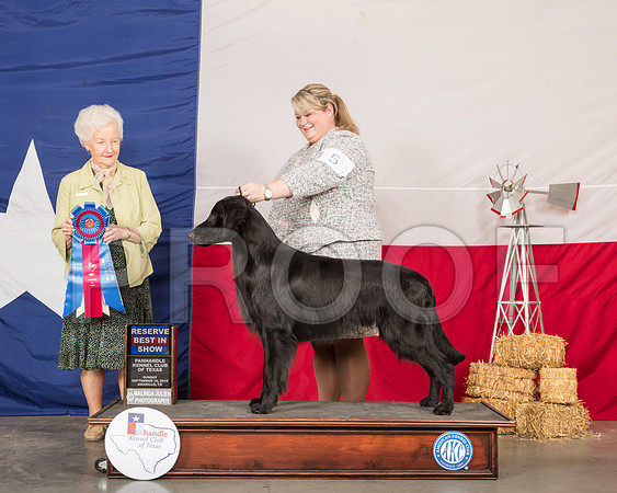 Flat Coated Retreiver #5 Sun RBIS Judge Paula Hartinger-SSR_1593-HR3