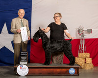 Giant Schnauzer #5 Sun G4 Judge Roger Hartinger