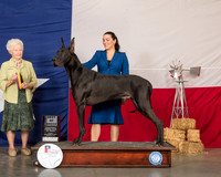 Great Dane #9 Sun BOB Judge Paula Hartinger