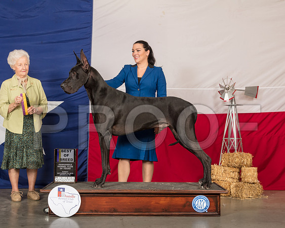 Great Dane #9 Sun BOB Judge Paula Hartinger-SSR_1495-HR3