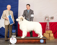 Great Pyrenees #5 Sun G1 Judge Roger Hartinger