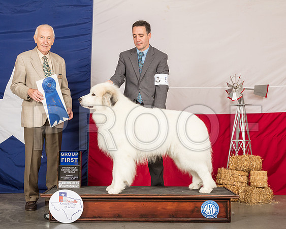 Great Pyrenees #5 Sun G1 Judge Roger Hartinger-SSR_1534-HR3