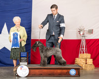 Kerry Blue Terrier #6 Sun G1 Judge Paula Hartinger