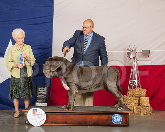 Neopolitan Mastiff #5 Sun BOB Maj Judge Paula Hartinger-SSR_1486-HR3