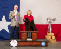 Poodle Miniature #9 Sun WD NCh Judge Allen Odom