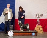 Tibetan Terrier #16 Sun G4 Judge Allen Odom