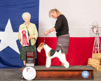 Wire Fox Terrier #5 Sun G2 Judge Paula Hartinger