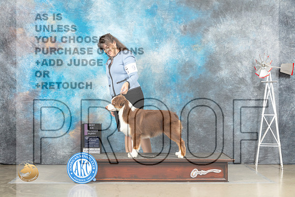 Australian Shepherd #9 Sat 4to6BISJudge Jill Warren_MJ_4517_Amarillo_2022_HR3
