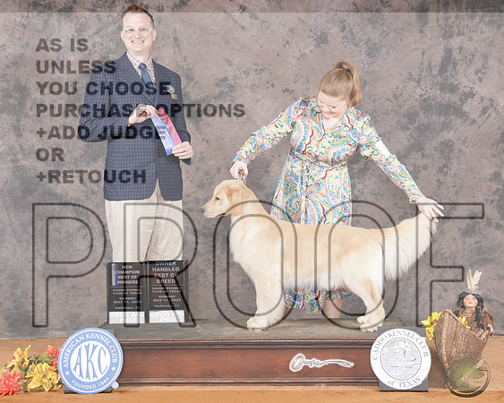 Golden Retriever #6 Sun WB BOW OHBOB NCH Judge Troy DarginGolden Retriever #6 Sun WB BOW OHBOB NCH Judge Troy Dargin_WP_3364e-Marshall 2025-HR3