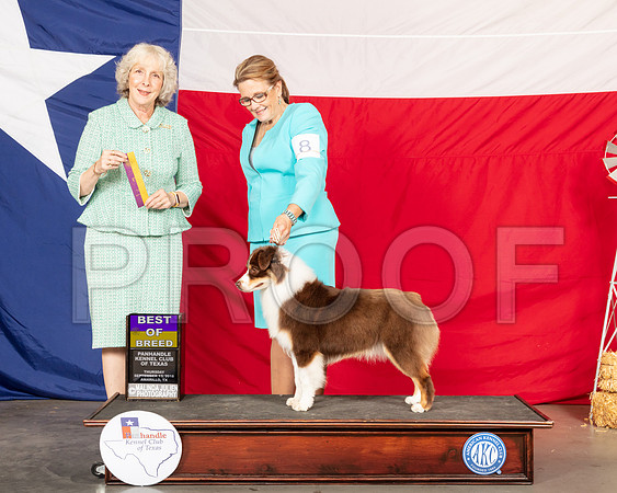 Australian Shepherd #8 Thur BOB Judge Sulie Greendale Paveza-SSR_0105e1-HR3