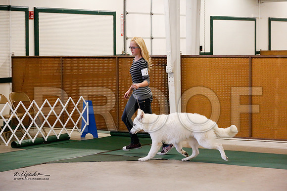GermanShep-9555-NormNov13-HR