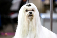 Maltese