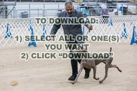 WeimaranerJJL_9230_CCKC2023_HR3