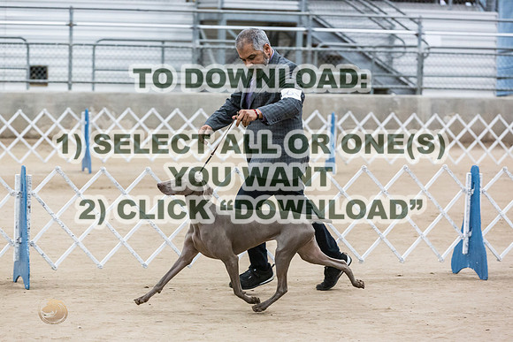 WeimaranerJJL_9266_CCKC2023_HR3