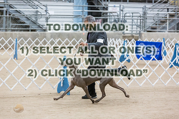 WeimaranerJJL_9263_CCKC2023_HR3