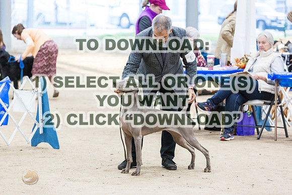WeimaranerJJL_9276_CCKC2023_HR3