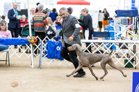 Weimaraner