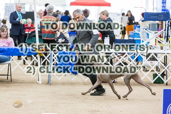 WeimaranerJJL_0132_CCKC2023_HR3