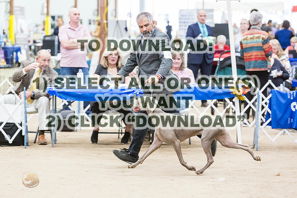 WeimaranerJJL_0135_CCKC2023_HR3