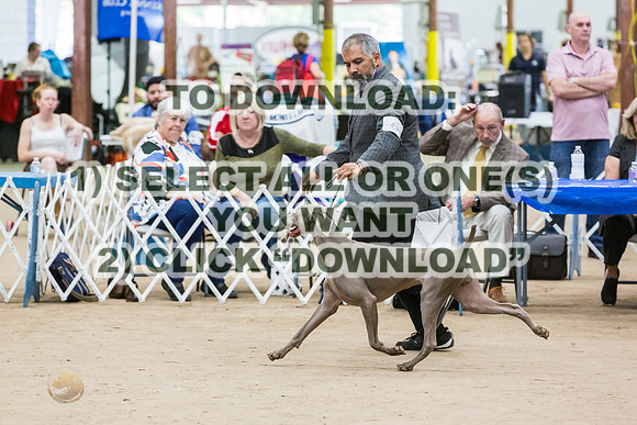 WeimaranerJJL_0138_CCKC2023_HR3