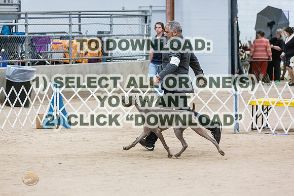 WeimaranerJJL_0153_CCKC2023_HR3