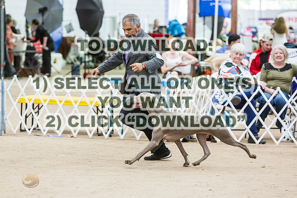 WeimaranerJJL_0164_CCKC2023_HR3