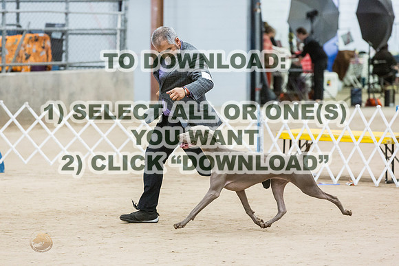 WeimaranerJJL_0167_CCKC2023_HR3