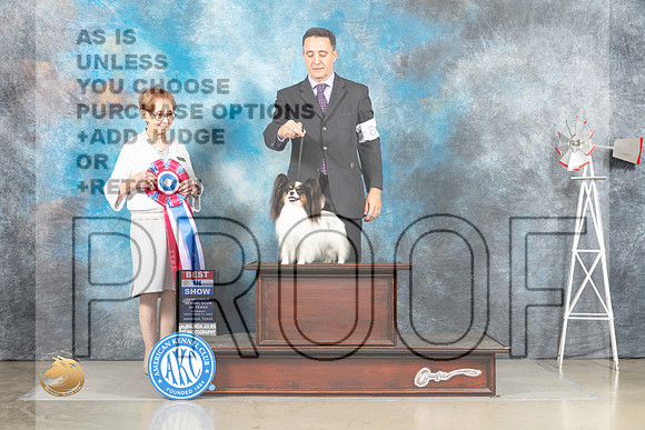 Papillon #8 Sat BIS Judge Sharon Derrick_MJ_4631_Amarillo_2022_HR3