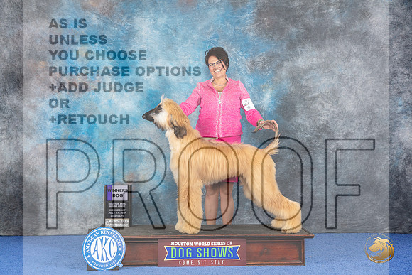 Afghan Hound #7 WED WD No Judge__JP_7030_Houston_2024_HR3