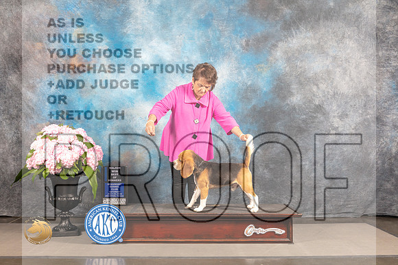 Beagle 15 #5 SAT WD BOW Major Judge Polly Smith_MJ_6499_Houston_2022_HR3
