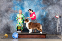 Australian Shepherd #19 Sun G3 Judge Jill Warren