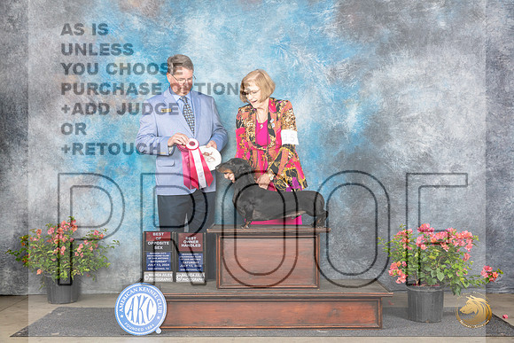 Dachshund Smooth #15 Sat BOSOHBOB Judge Kenneth L Hagmueller__JP_4859_San Antonio_2024_HR3